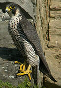 Peregrine Falcon