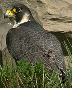 Peregrine Falcon