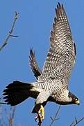 Peregrine Falcon