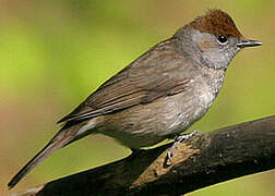 Eurasian Blackcap