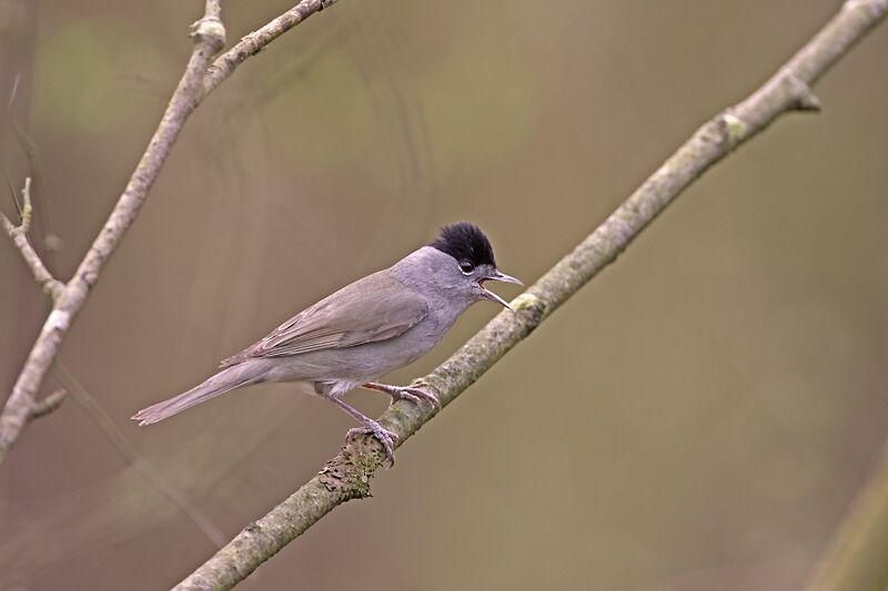 Fauvette à tête noire, identification