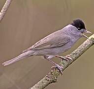 Eurasian Blackcap