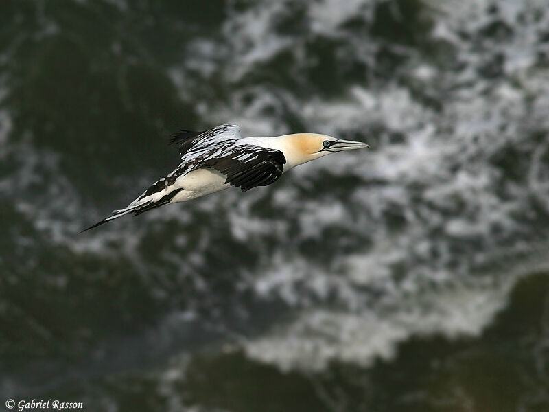 Northern Gannet