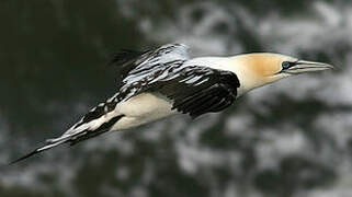 Northern Gannet