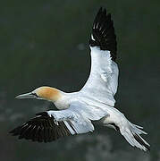 Northern Gannet