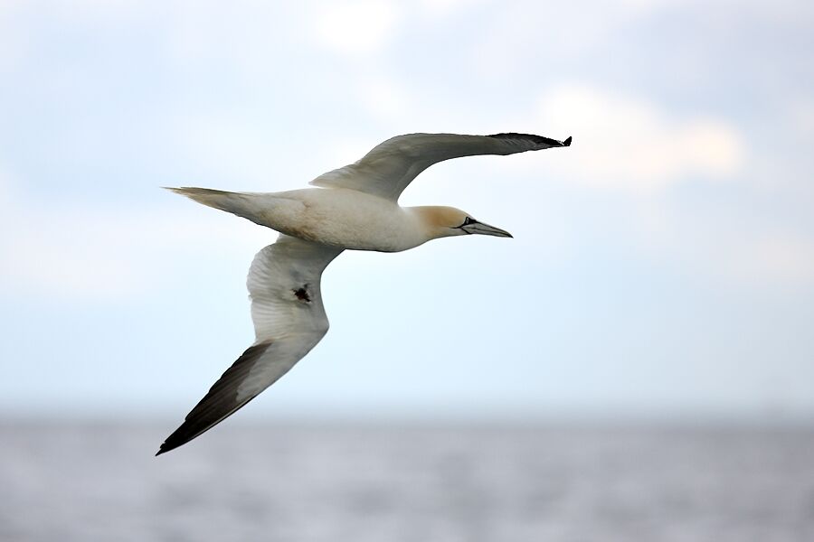 Northern Gannet