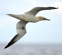 Northern Gannet