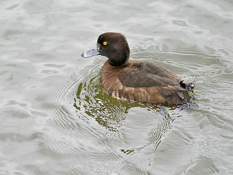 Tufted Duck