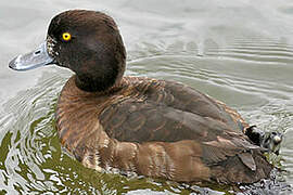 Tufted Duck