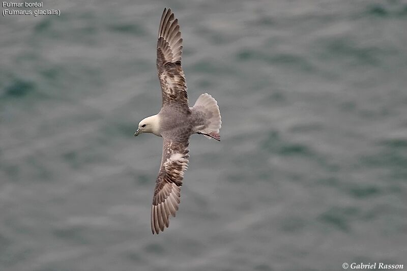 Fulmar boréal