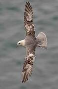 Fulmar boréal