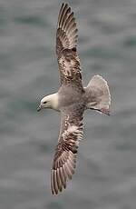 Fulmar boréal