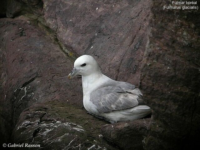 Fulmar boréal