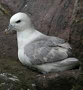 Northern Fulmar