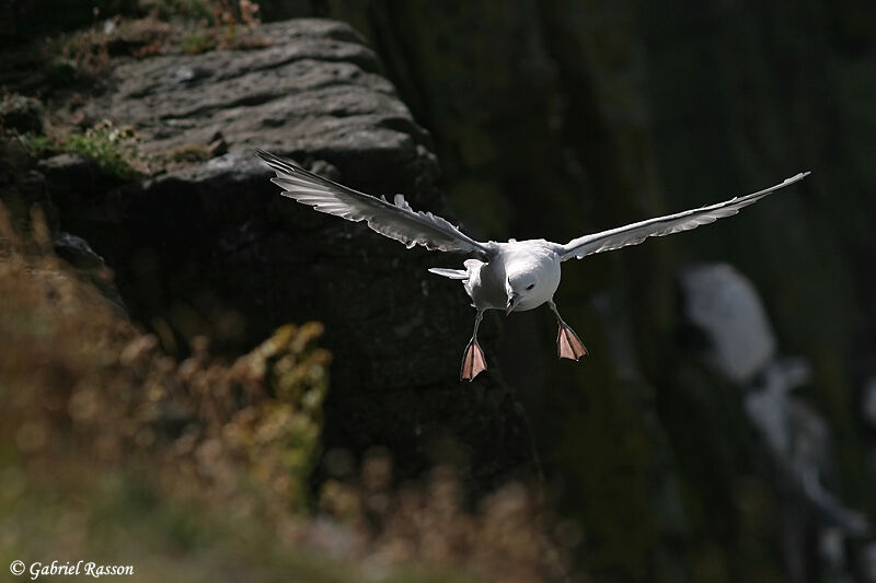 Fulmar boréal