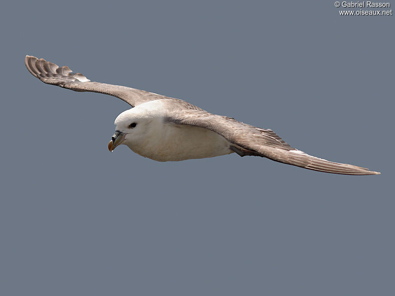 Fulmar boréal