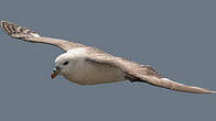 Fulmar boréal