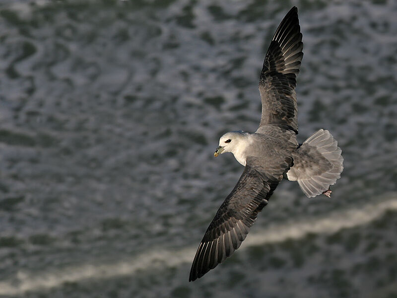 Northern Fulmar