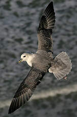 Fulmar boréal