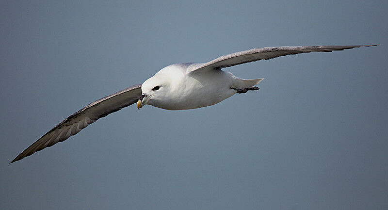 Fulmar boréal