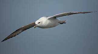 Northern Fulmar