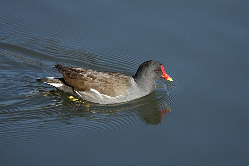 Gallinule poule-d'eau