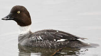 Common Goldeneye