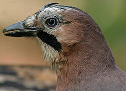 Eurasian Jay