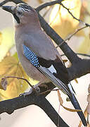 Eurasian Jay