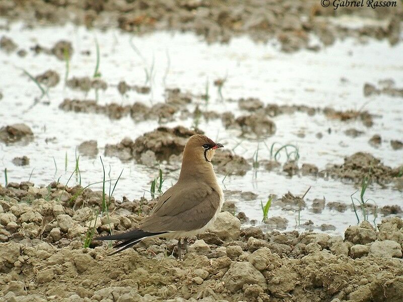 Collared Pratincole