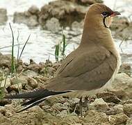 Collared Pratincole