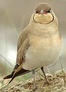 Collared Pratincole