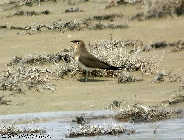 Collared Pratincole