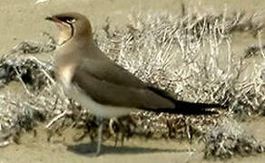 Collared Pratincole