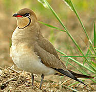 Collared Pratincole