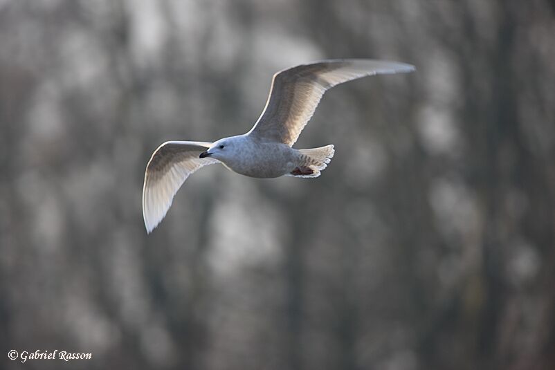 Iceland Gull