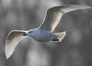 Goéland à ailes blanches