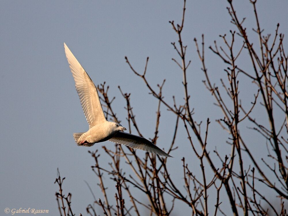 Iceland Gull