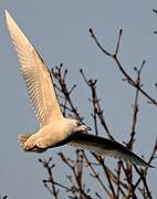 Iceland Gull