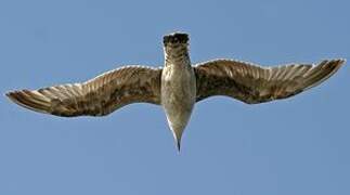 European Herring Gull