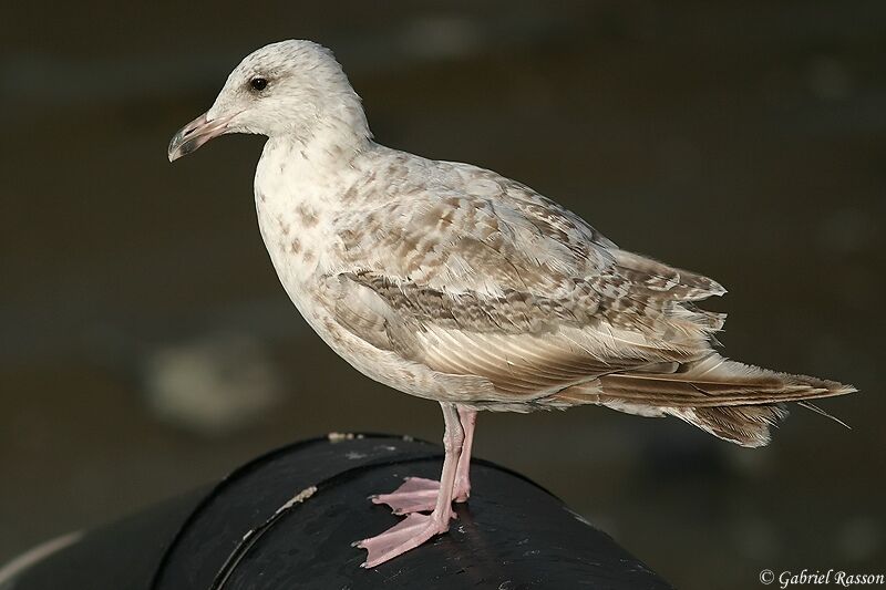 European Herring Gull