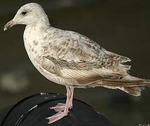 European Herring Gull