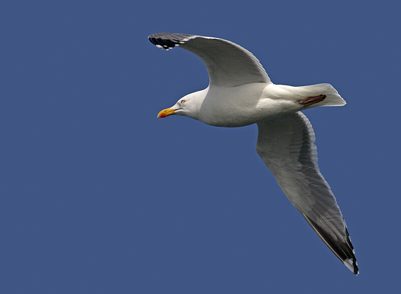 European Herring Gull