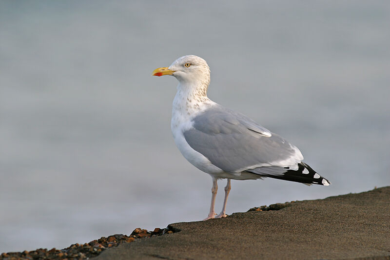 Goéland argenté