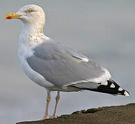 European Herring Gull