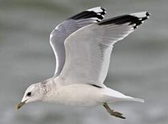 Mew Gull