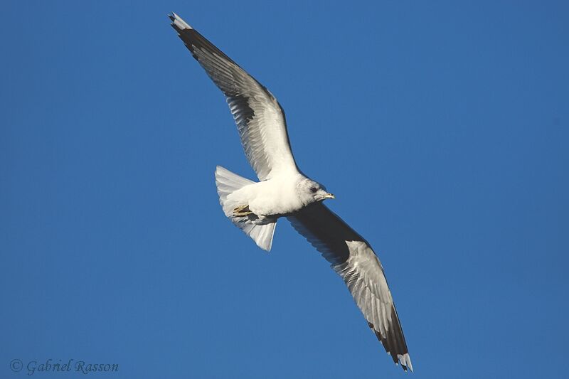 Common Gull