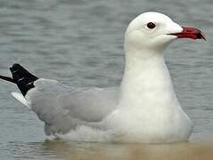 Audouin's Gull