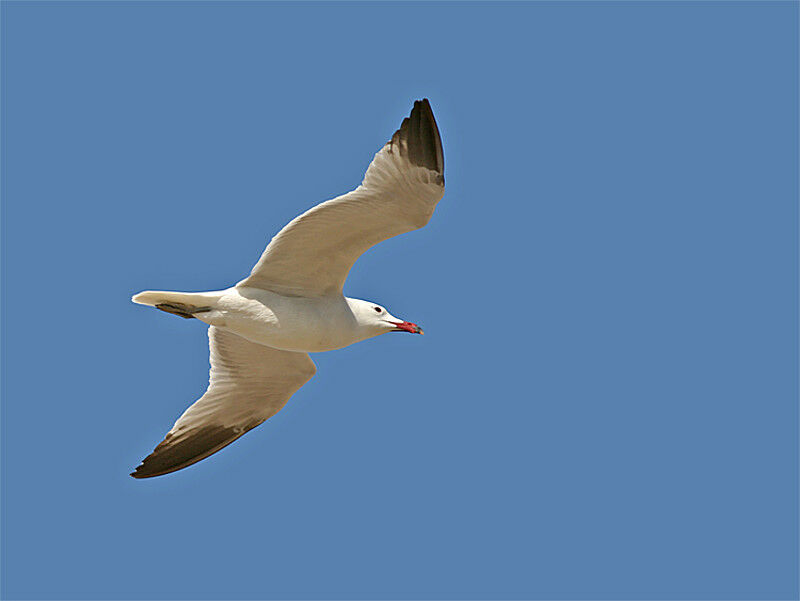 Audouin's Gull