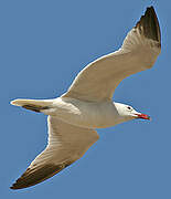 Audouin's Gull